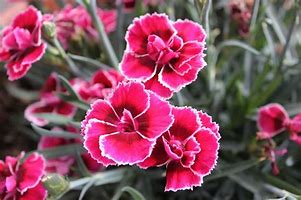Image result for Parts of Plant Dianthus