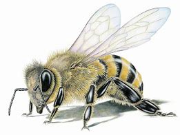 Image result for Bee Artwork