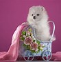 Image result for Pomeranian Puppy Wallpaper