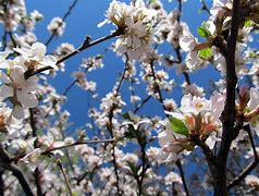 Image result for Prunus Nanking Cherry