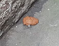 Image result for Pile of Shit Looks Like Jesus