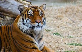Image result for Malayan Tiger Diet