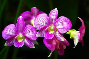 Image result for Orchid Flower Plant