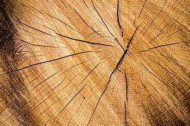 Image result for Wood Tree Trunk