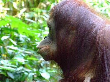 Image result for side profile orangutan