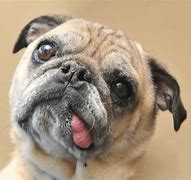 Image result for Funny Faces On Dogs