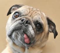Image result for Hilarious Dog Faces