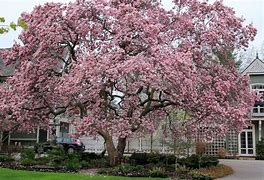 Image result for Tree Ring Planters