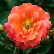 Image result for Lowe's Plants Roses