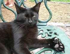 Image result for hemingway's cats
