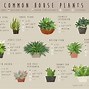 Image result for Common House Plants and Care