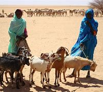 Image result for Darfur Rebels