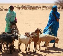 Image result for Darfur Genocide2003