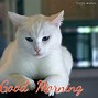 Image result for Funny Cat Good Morning