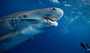 Image result for Protect Sharks