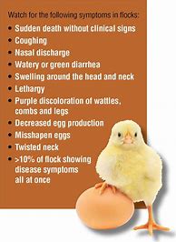 Image result for Avian Flu Symptoms