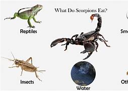 Image result for Scorpion Eat