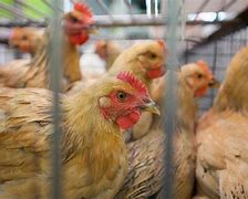 Image result for Chickens with Bird Flu