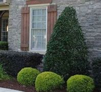 Image result for 3-4 Ft. - Nellie Stevens Holly Tree - Regain Privacy With Dense Holly Trees, Outdoor Plant