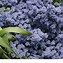 Image result for Perennial Border Flowers That Bloom All Summer