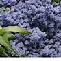 Image result for Perennial Bushes That Bloom All Summer