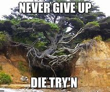 Image result for Never Give Up Meme Funny