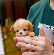 Image result for Teacup Maltipoo Puppy