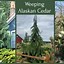 Image result for Weeping White Cedar