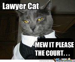 Image result for Lawyer Cat
