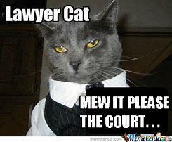 Image result for Lawyer Cat Case Closed Memes