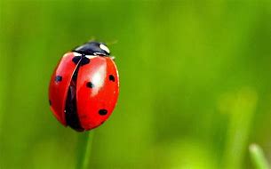 Image result for Ladybug
