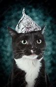 Image result for Cat in a Tin Foil Hat