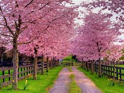Image result for Kindle Free Spring Wallpapers