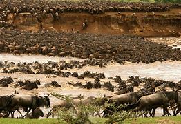 Image result for Mara River Migration