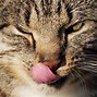 Image result for Cat Eating Cheese