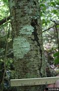 Image result for Poison Ivy Oak Sumac