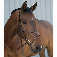 Image result for Dover Saddlery Horses
