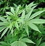 Image result for Marijuana Plant Leaves