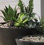 Image result for Patio Water Garden Planter