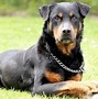 Image result for Dogs That Are Dangerous