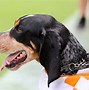 Image result for Top 10 College Mascots