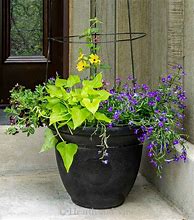 Image result for Plant Trellis for Flower Pots