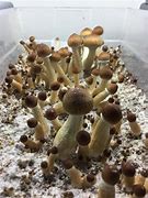 Image result for Growing Shrooms