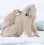 Image result for Arctic Polar Bear