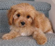 Image result for cavoodle
