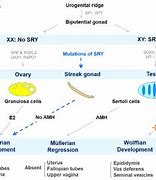 Image result for XY Female Syndrome