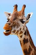 Image result for African Giraffe Big