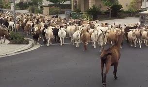 Image result for Tribe of Goats in California
