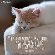 Image result for Friendship Quotes and Sayings Funny Cats