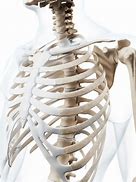 Image result for Male Human Rib Cage